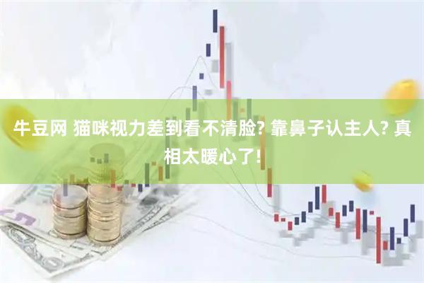 牛豆网 猫咪视力差到看不清脸? 靠鼻子认主人? 真相太暖心了!