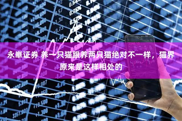 永崋证券 养一只猫跟养两只猫绝对不一样,猫界原来是这样相处的
